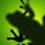 Frog Wallpaper