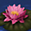 Water Lily