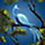 Create a Beautiful Silver Blue Bird