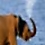 Water Shower Out of an Elephant's Trunk